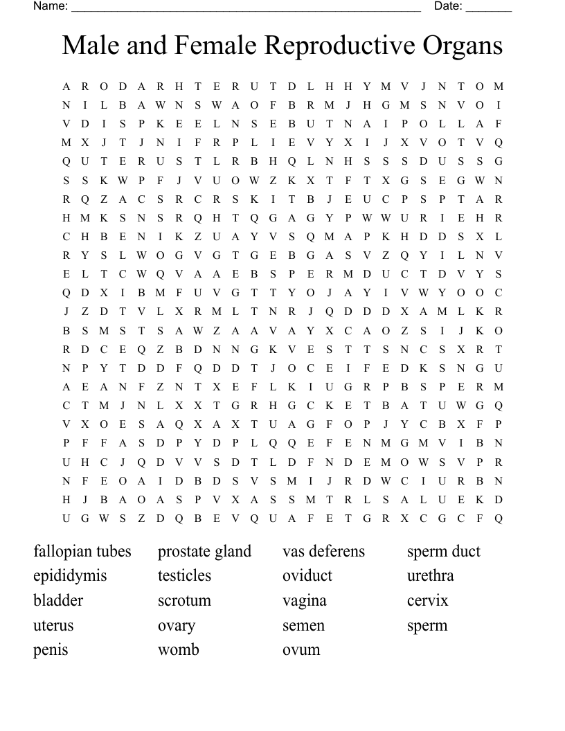 Male and Female Reproductive Organs  Word Search