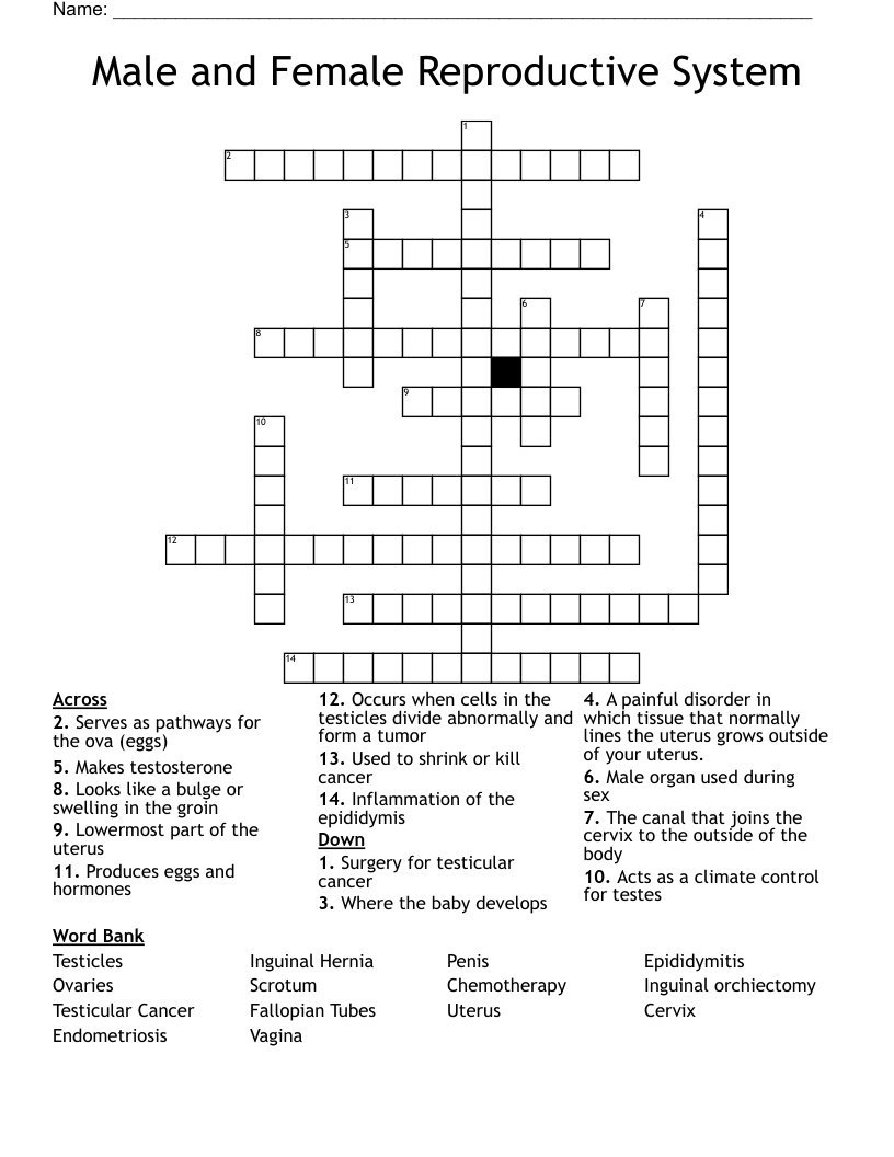 Male and Female Reproductive System Crossword