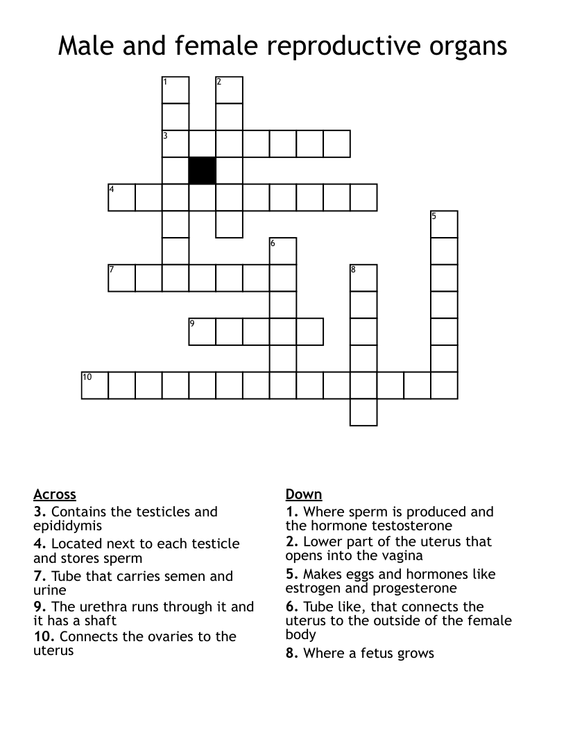 Male and female reproductive organs Crossword