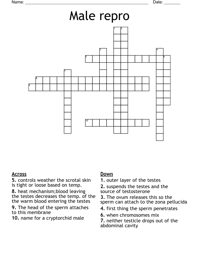 Male repro Crossword