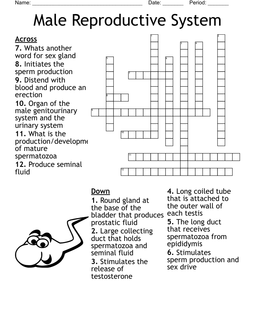 Male Reproductive System  Crossword