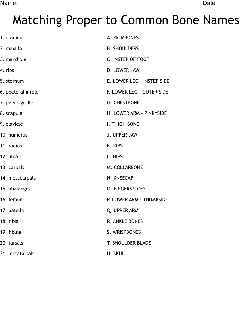 Matching Proper to Common Bone Names Worksheet