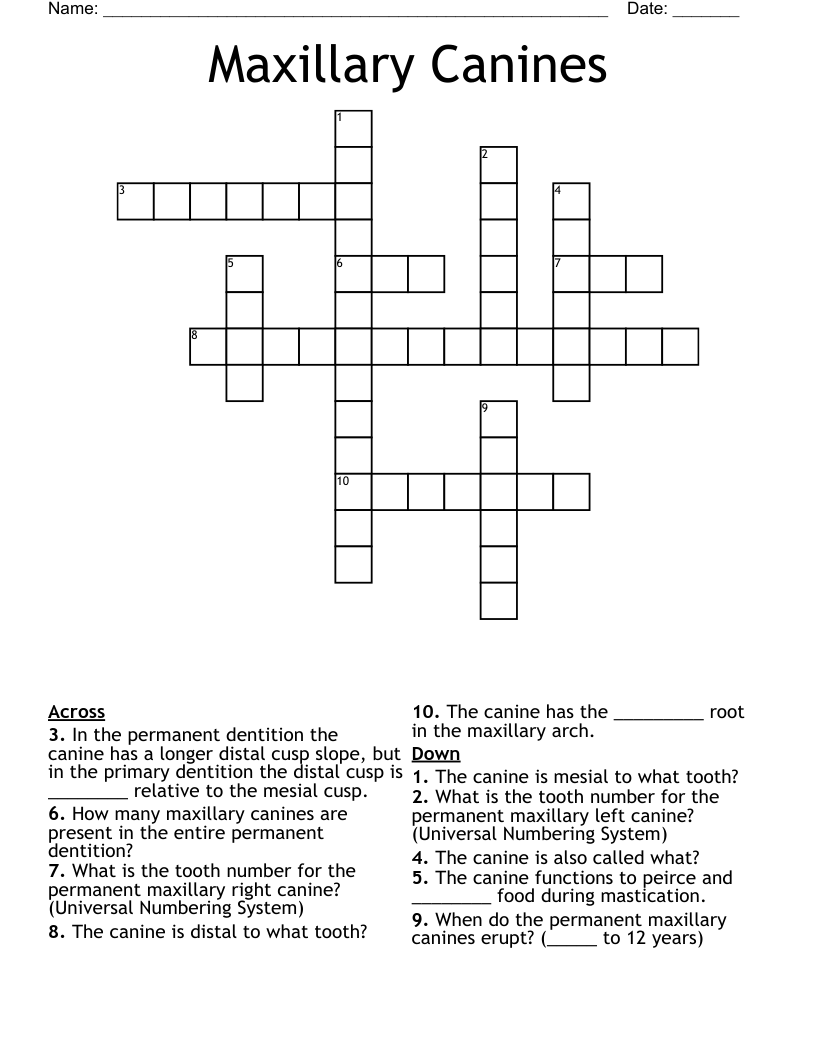 Maxillary Canines Crossword