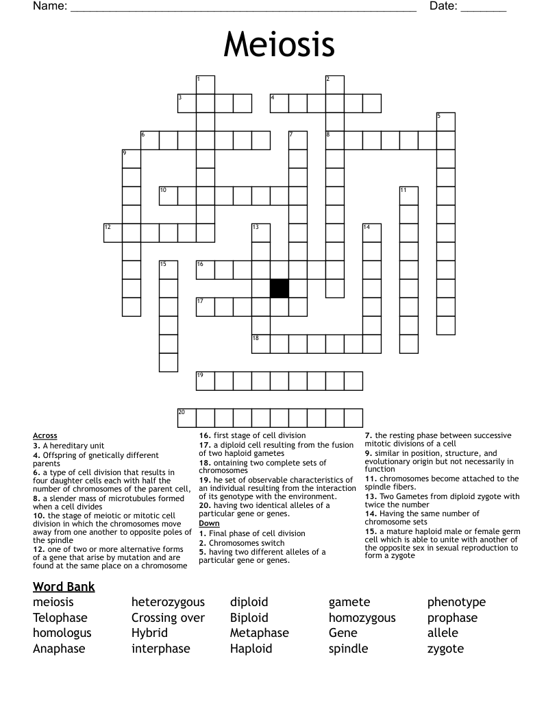 Meiosis Crossword