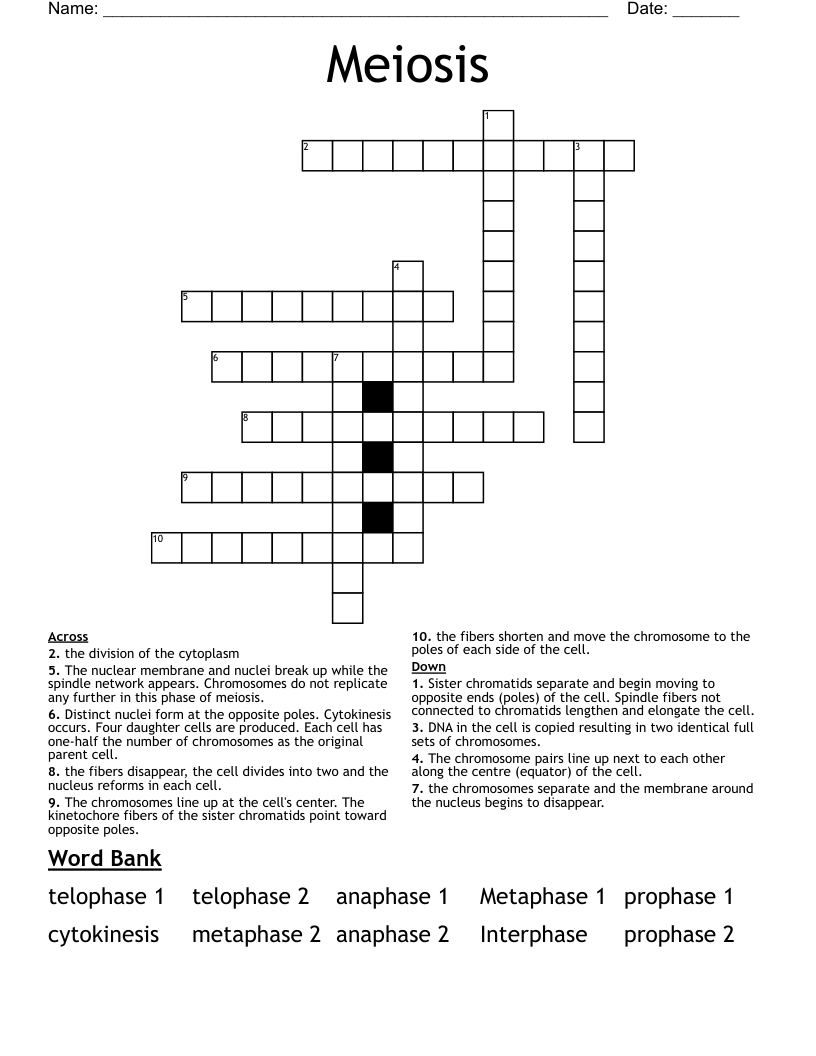 Meiosis Crossword