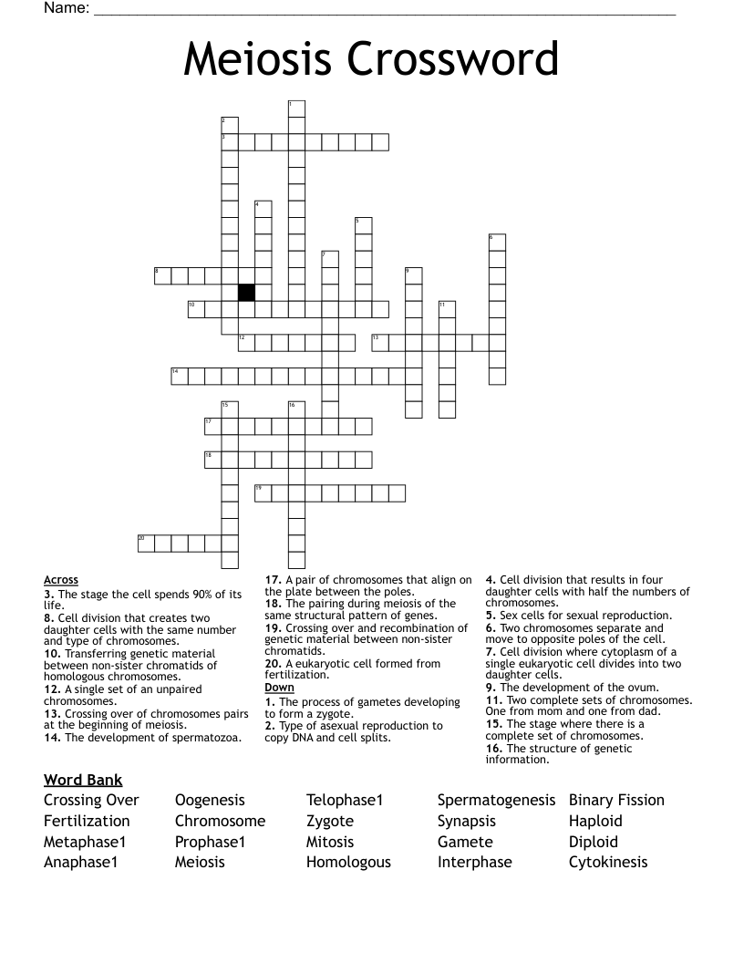 Meiosis Crossword