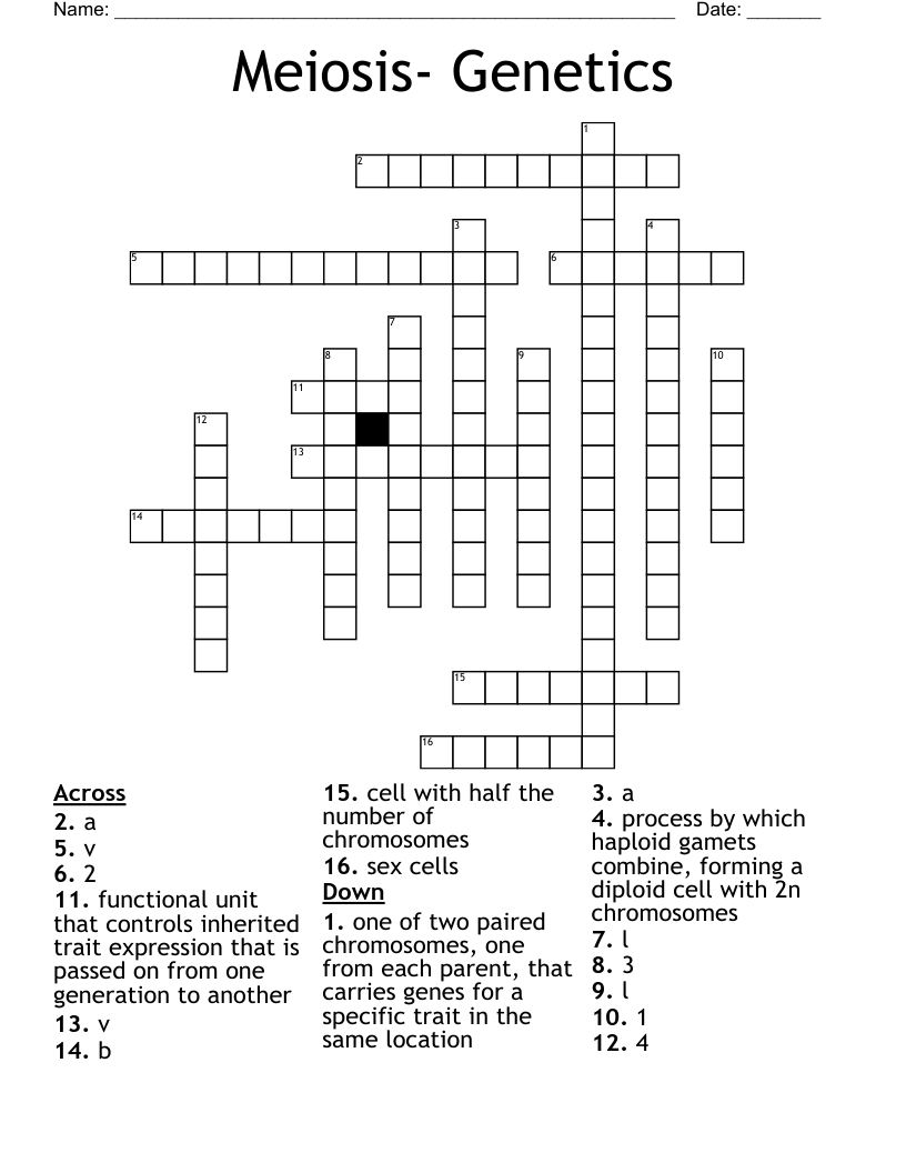 Meiosis- Genetics Crossword