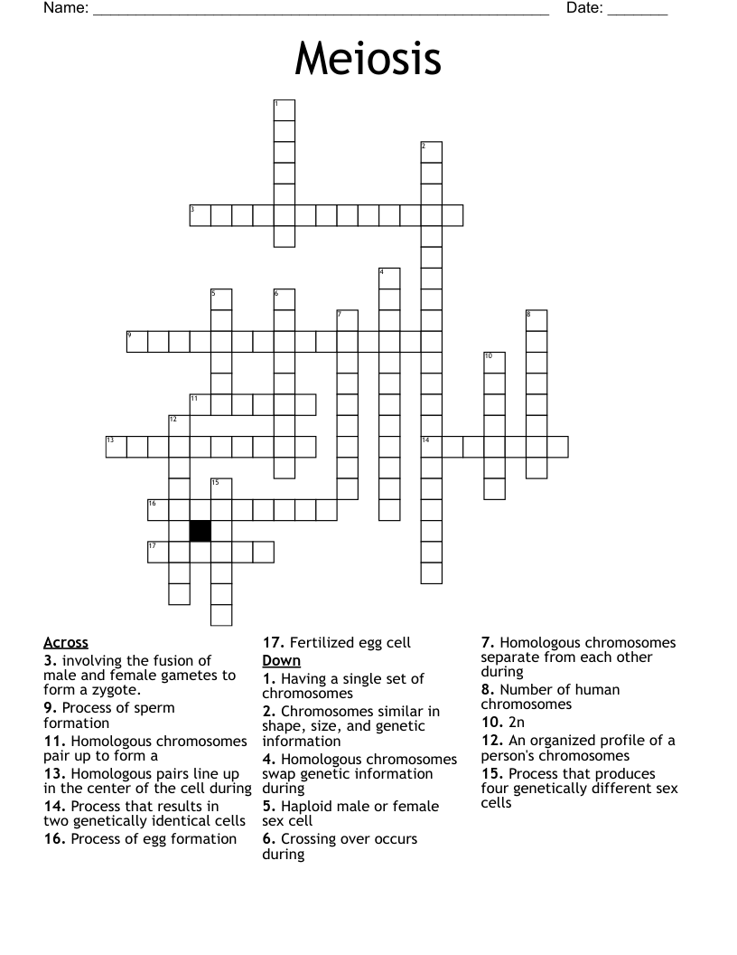 Meiosis  Crossword