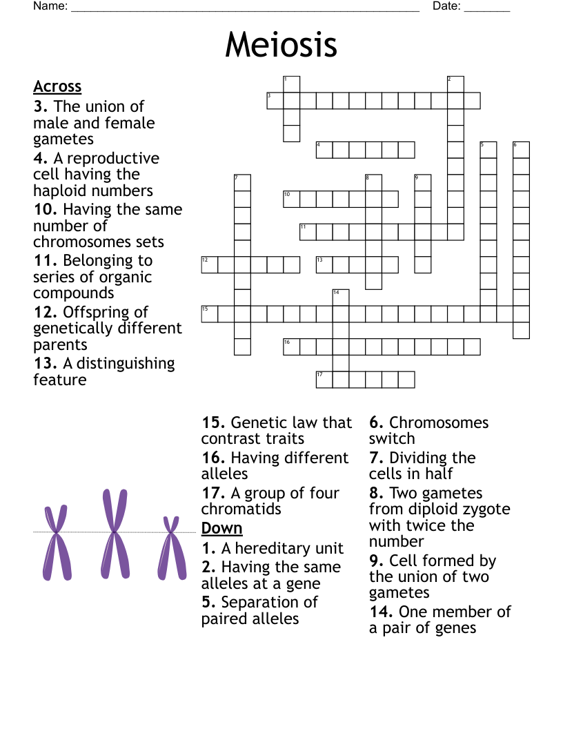 Meiosis Crossword