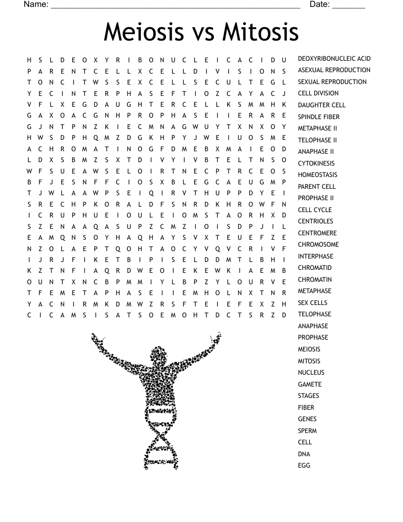 Meiosis vs Mitosis Word Search
