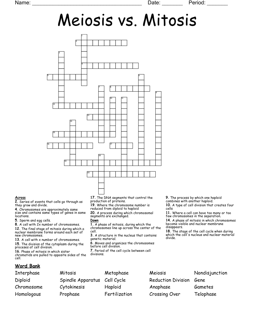 Meiosis vs. Mitosis Crossword