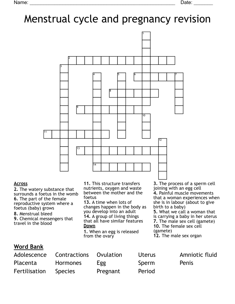 Menstrual cycle and pregnancy revision Crossword