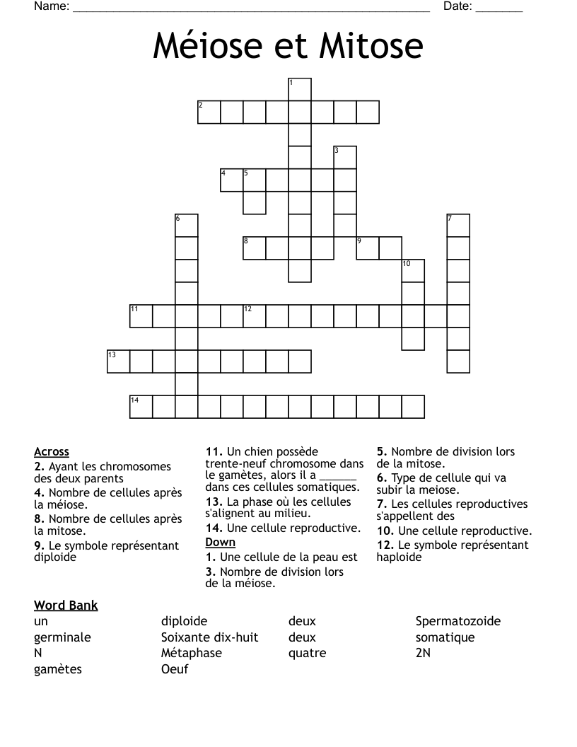 Méiose et Mitose Crossword