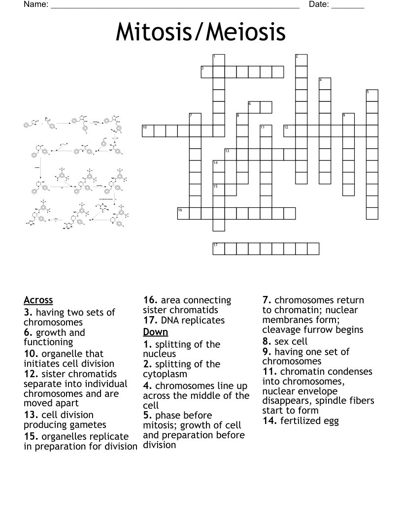 Mitosis/Meiosis Crossword