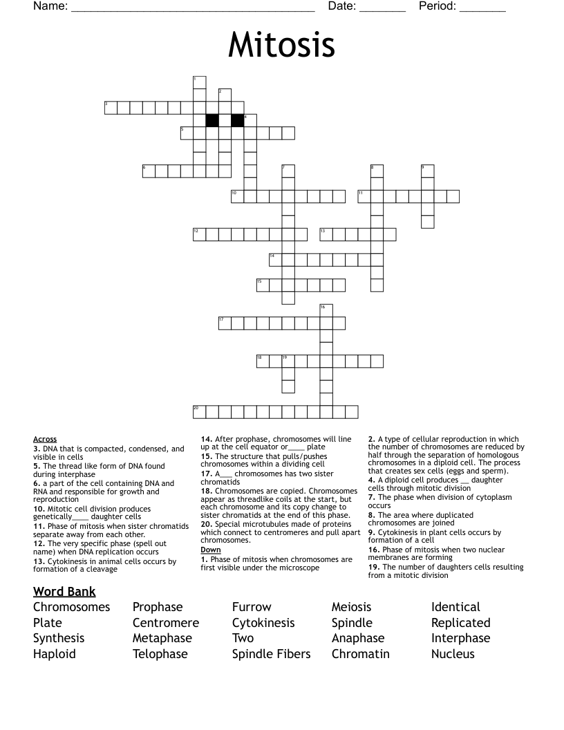 Mitosis Crossword