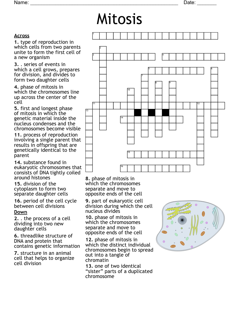 Mitosis Crossword
