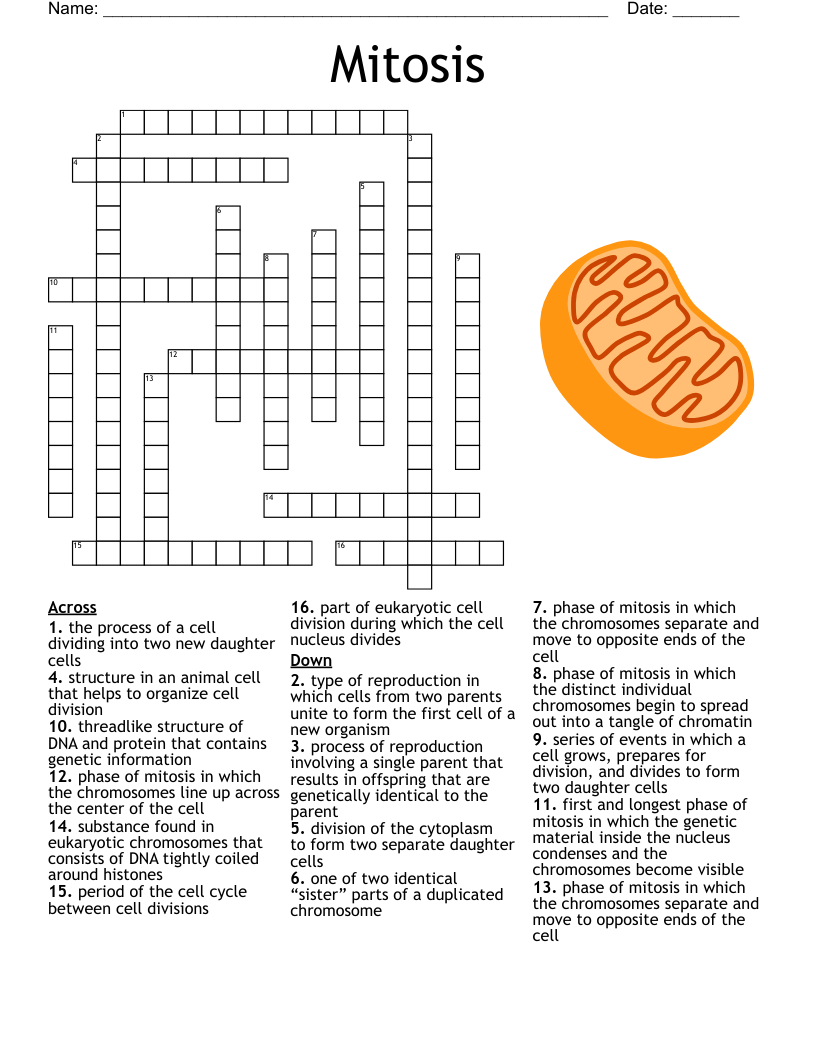 Mitosis Crossword