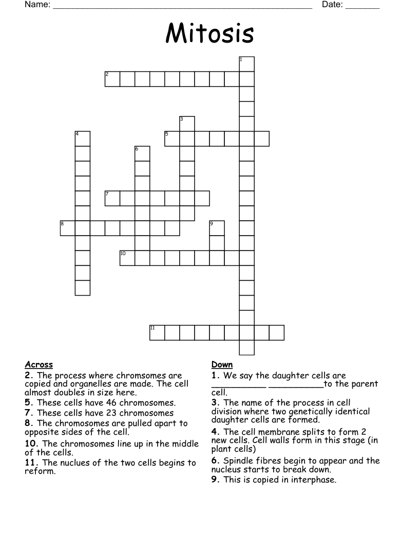 Mitosis Crossword