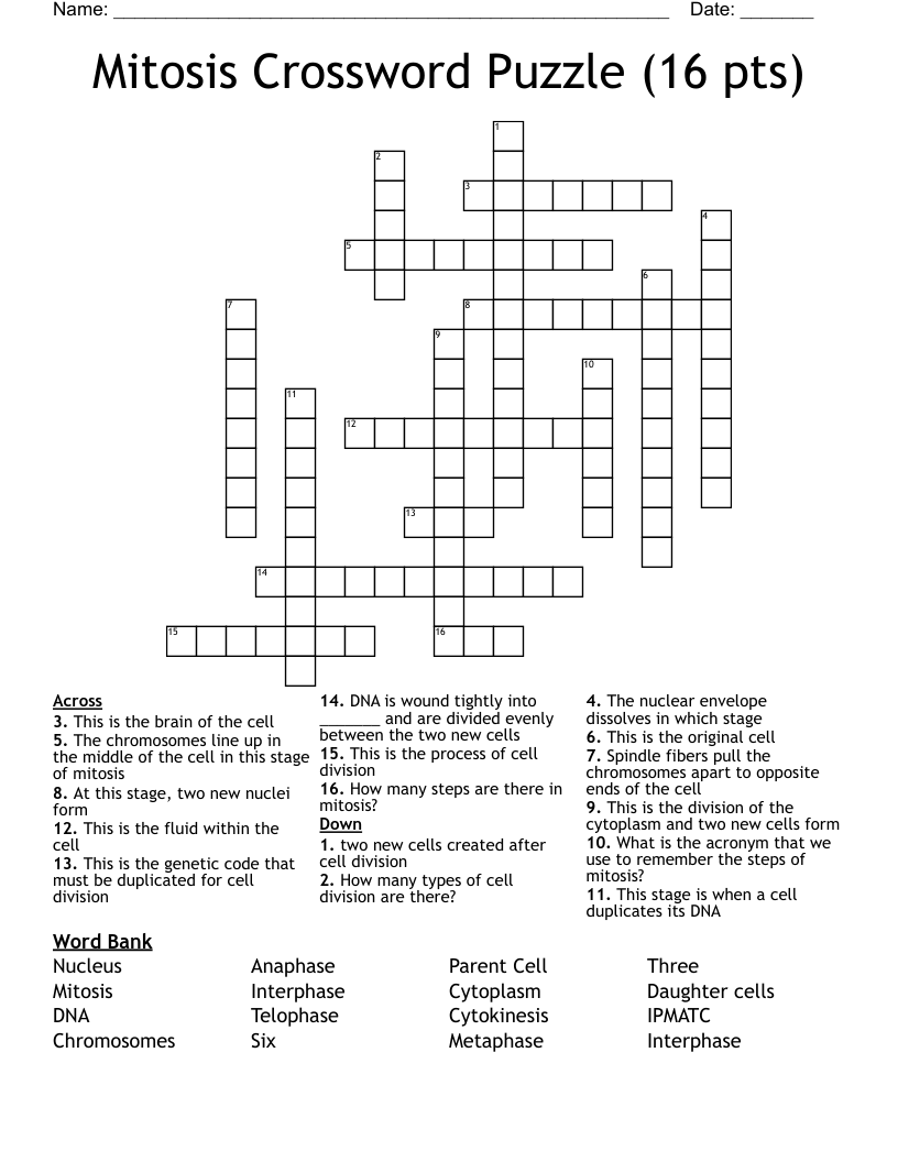 Mitosis Crossword Puzzle (16 pts)
