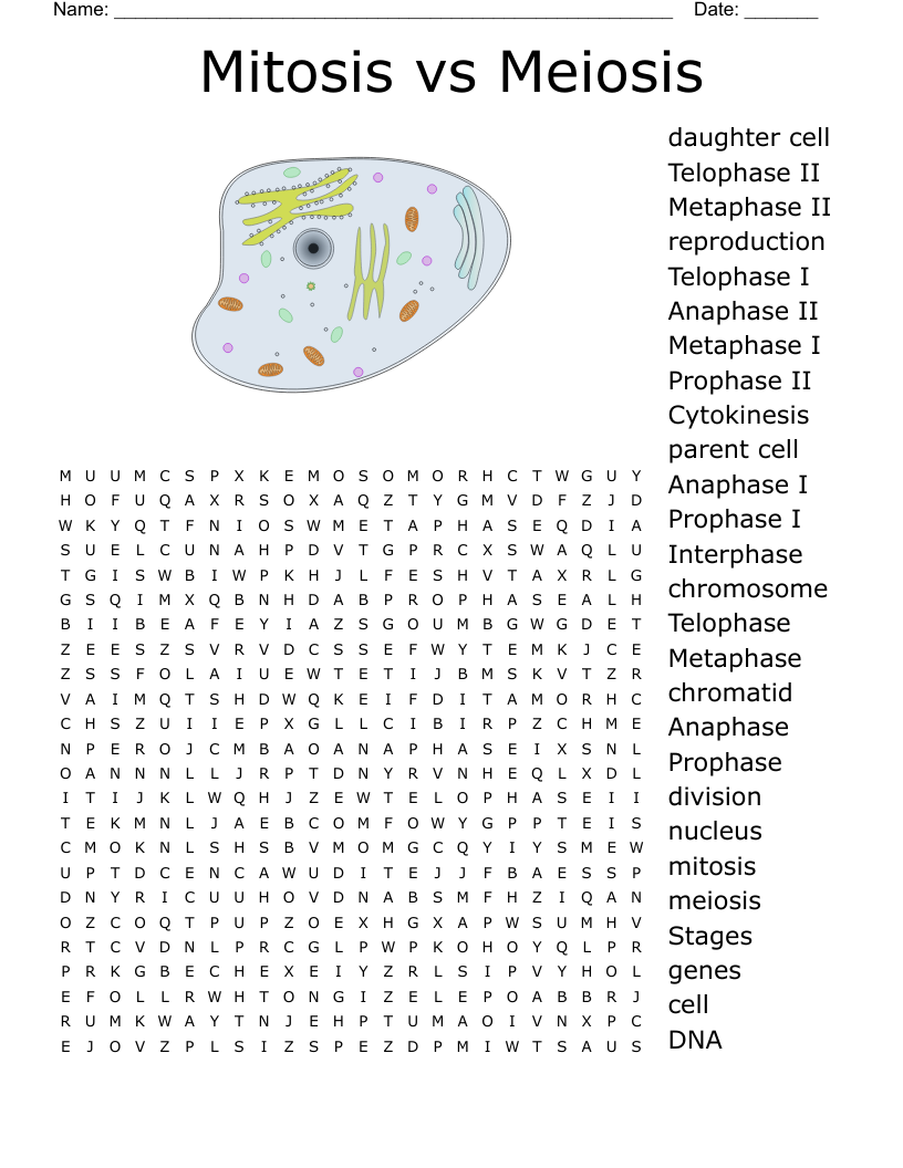 Mitosis vs Meiosis Word Search