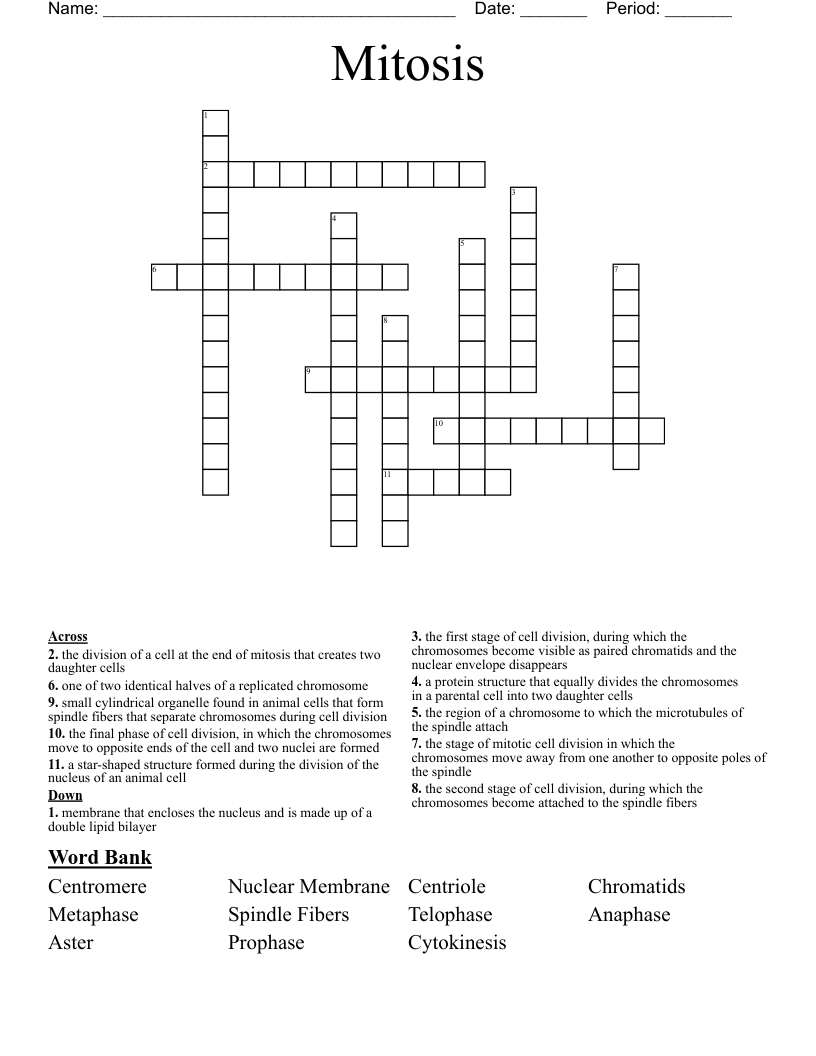 Mitosis  Crossword
