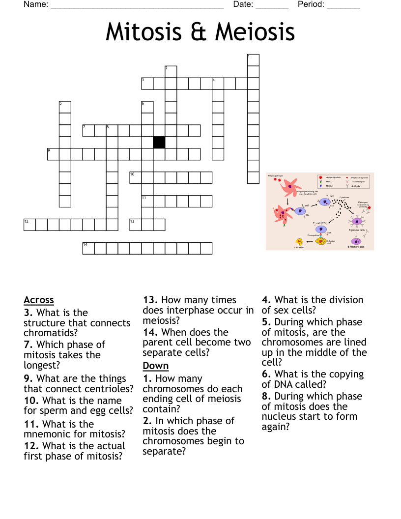 Mitosis & Meiosis Crossword