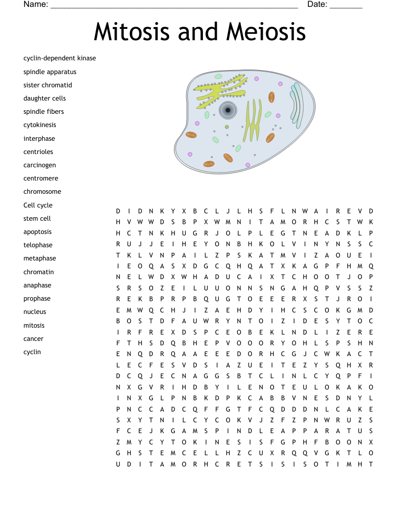 Mitosis and Meiosis Word Search