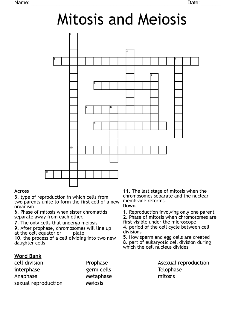 Mitosis and Meiosis Crossword