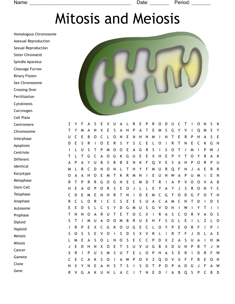 Mitosis and Meiosis Word Search