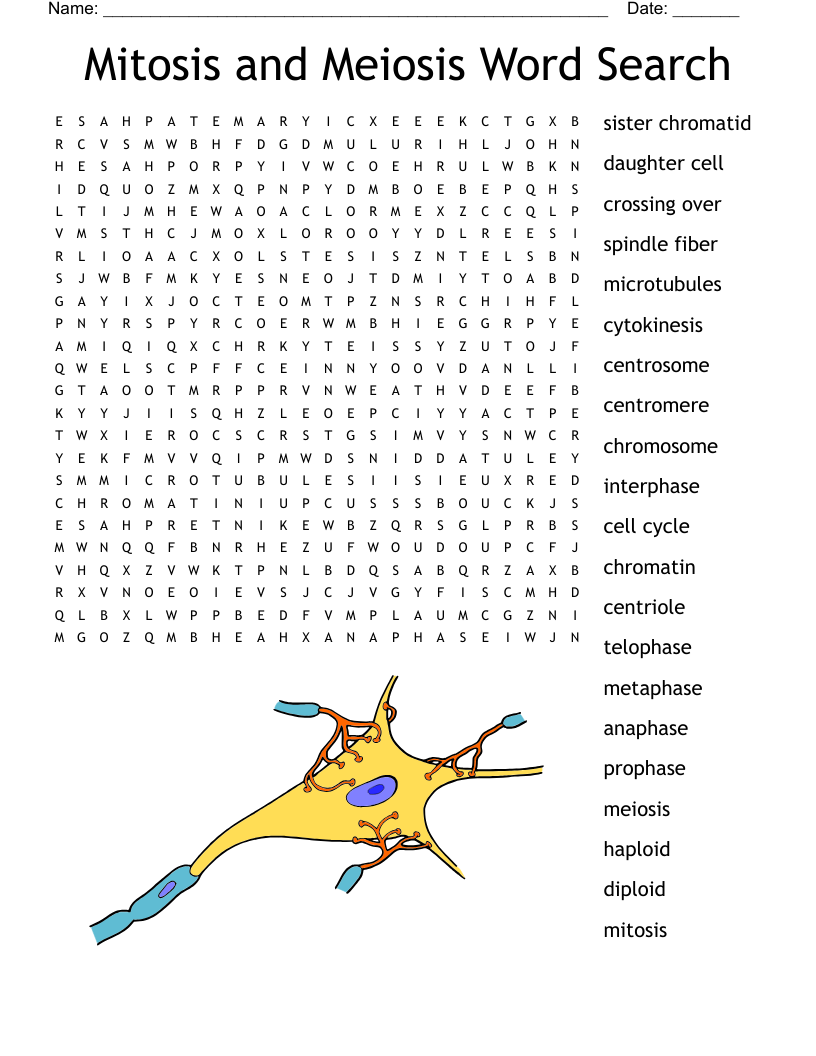 Mitosis and Meiosis Word Search