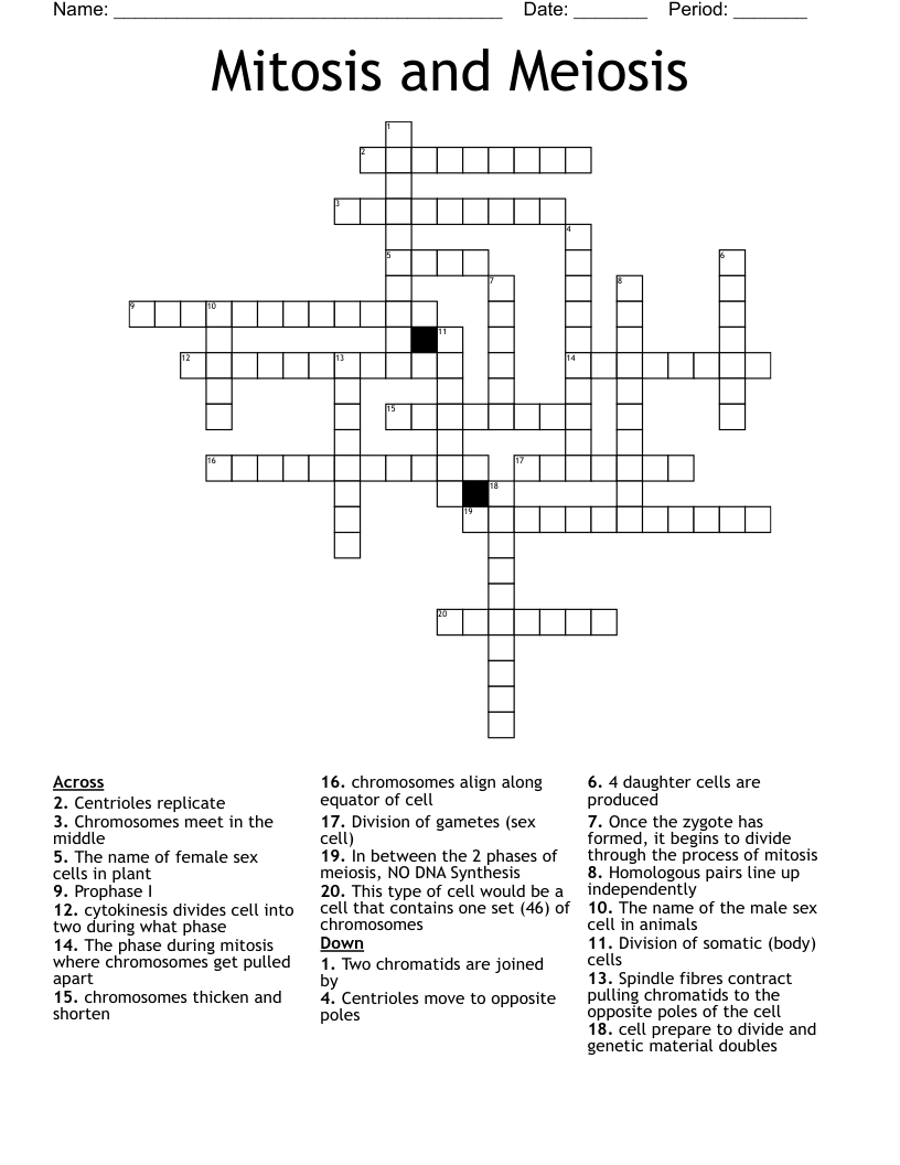 Mitosis and Meiosis  Crossword