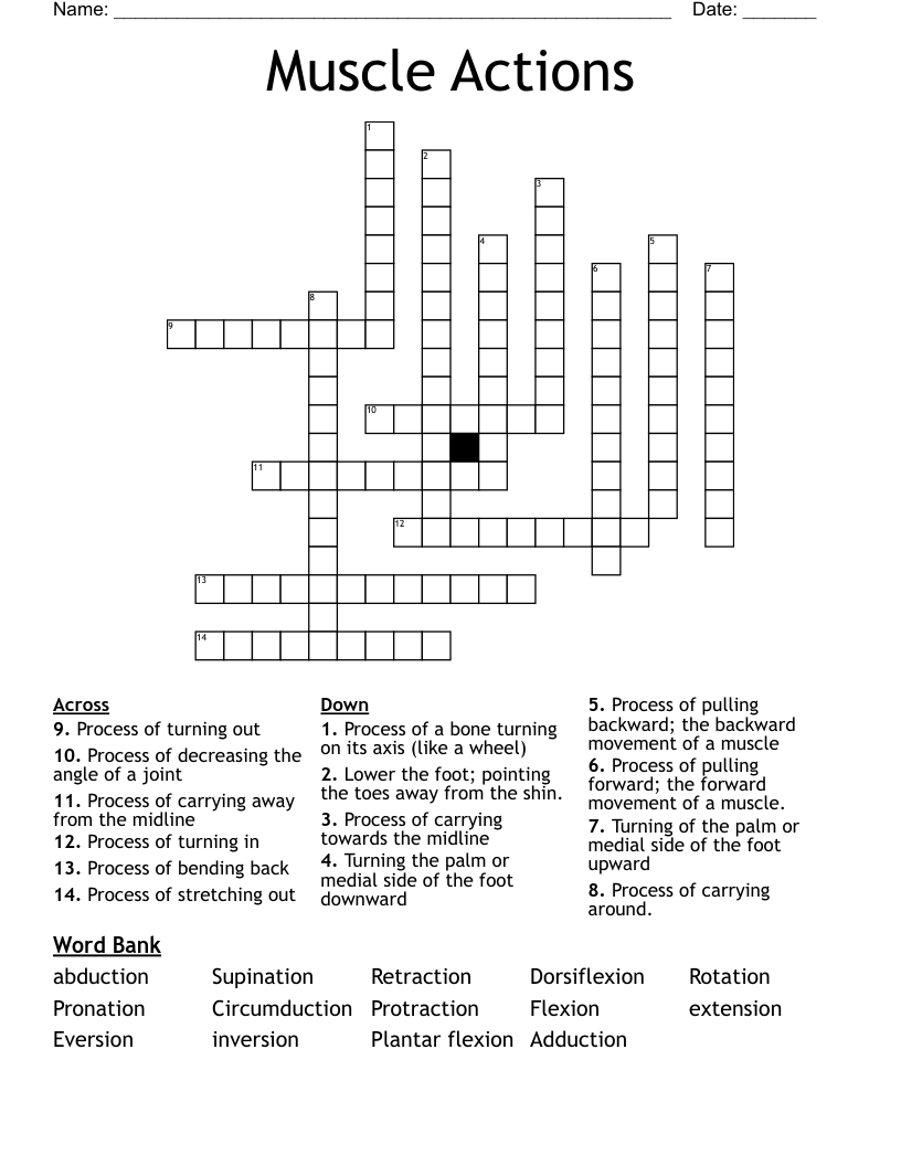 Muscle Actions Crossword