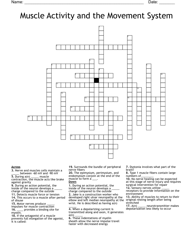 Muscle Activity and the Movement System Crossword