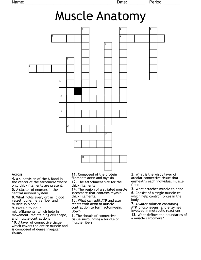 Muscle Anatomy Crossword