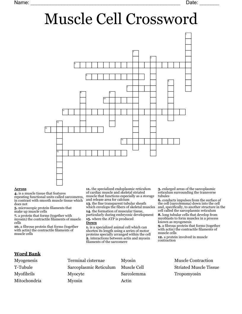 Muscle Cell Crossword
