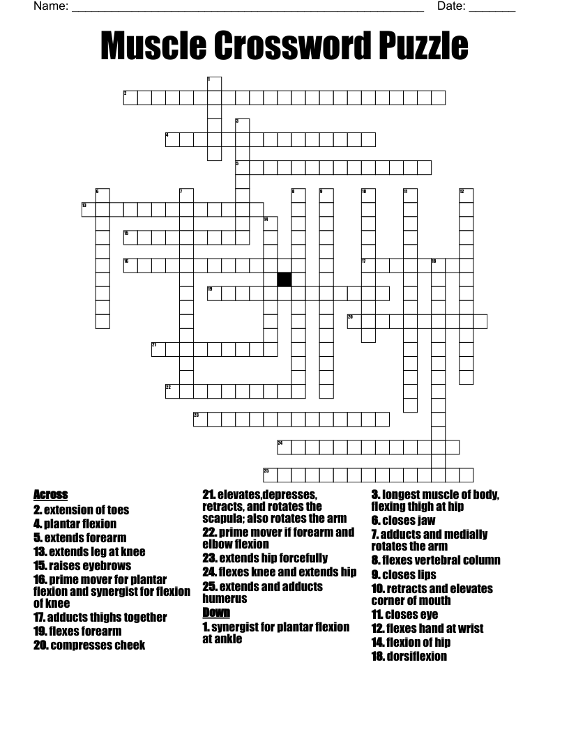 Muscle Crossword Puzzle