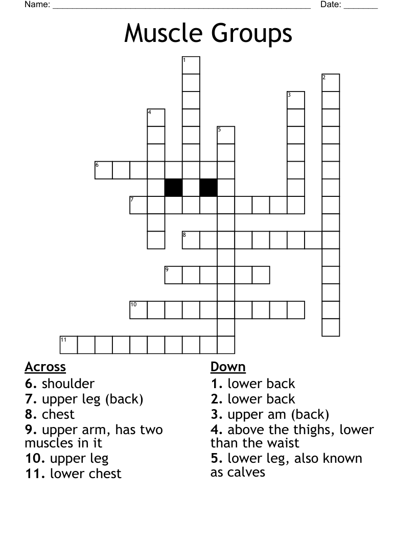 Muscle Groups Crossword
