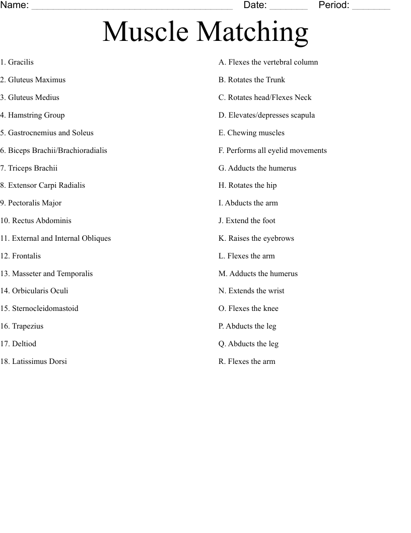 Muscle Matching Worksheet