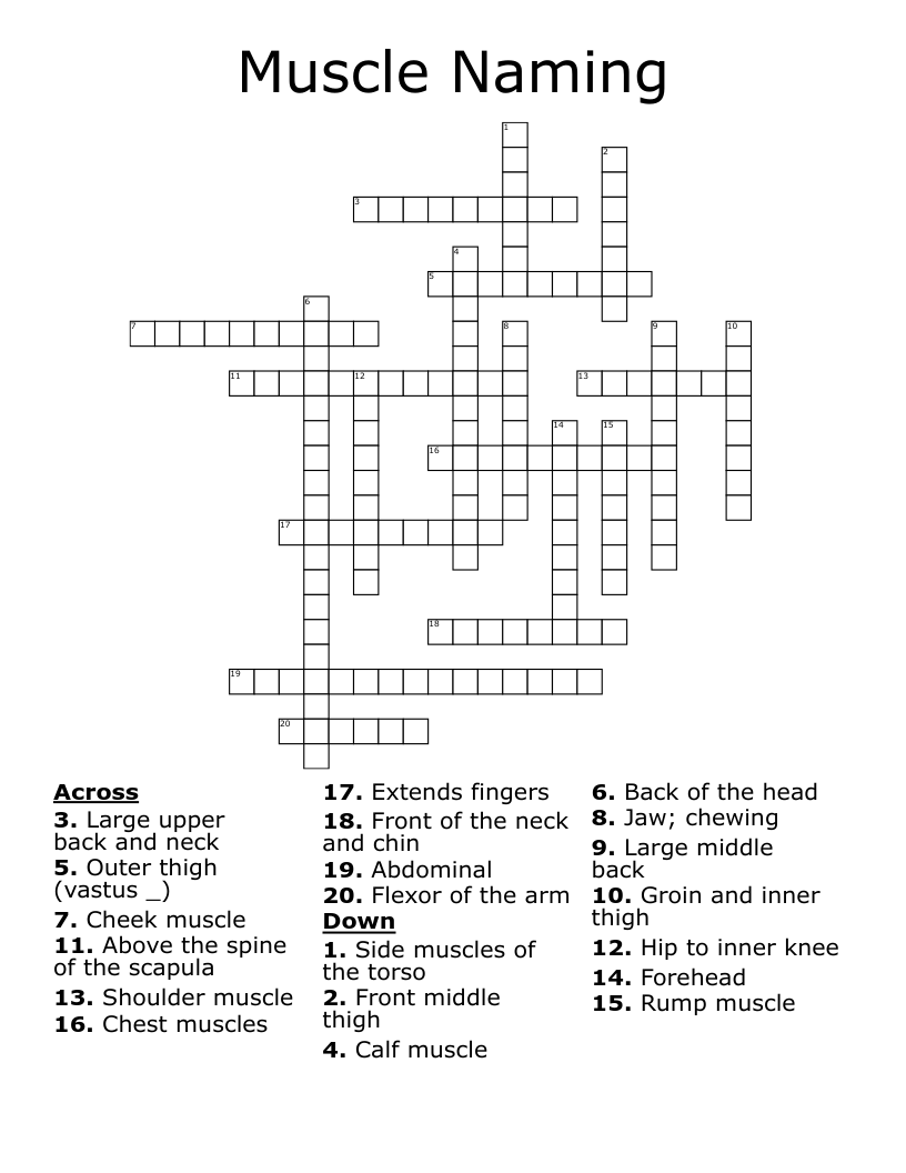 Muscle Naming Crossword