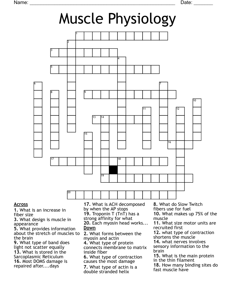 Muscle Physiology  Crossword