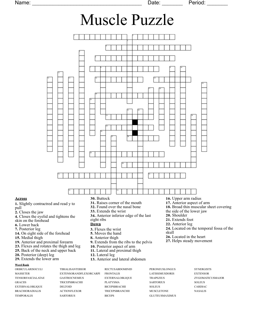 Muscle Puzzle Crossword