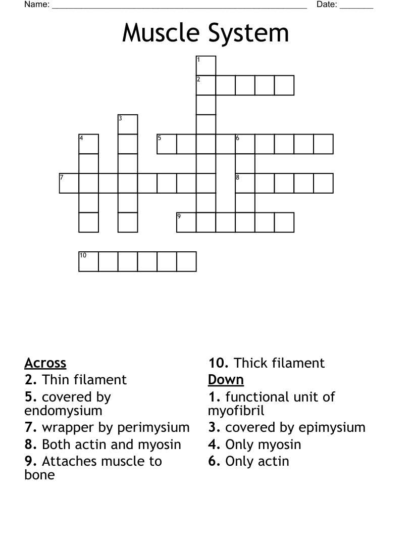 Muscle System Crossword