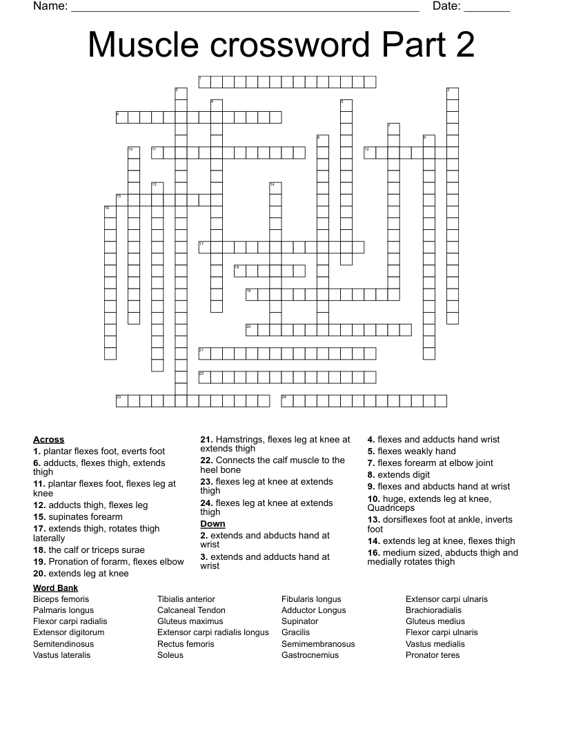 Muscle crossword Part 2 