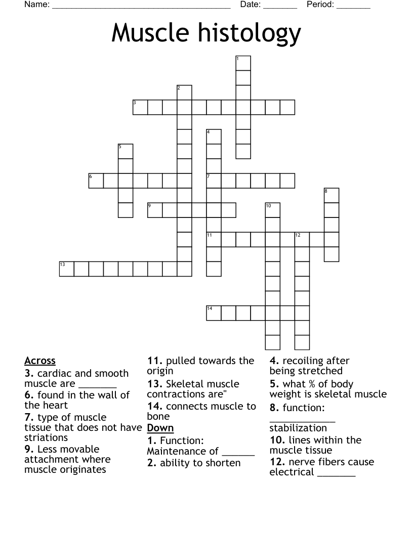 Muscle histology Crossword