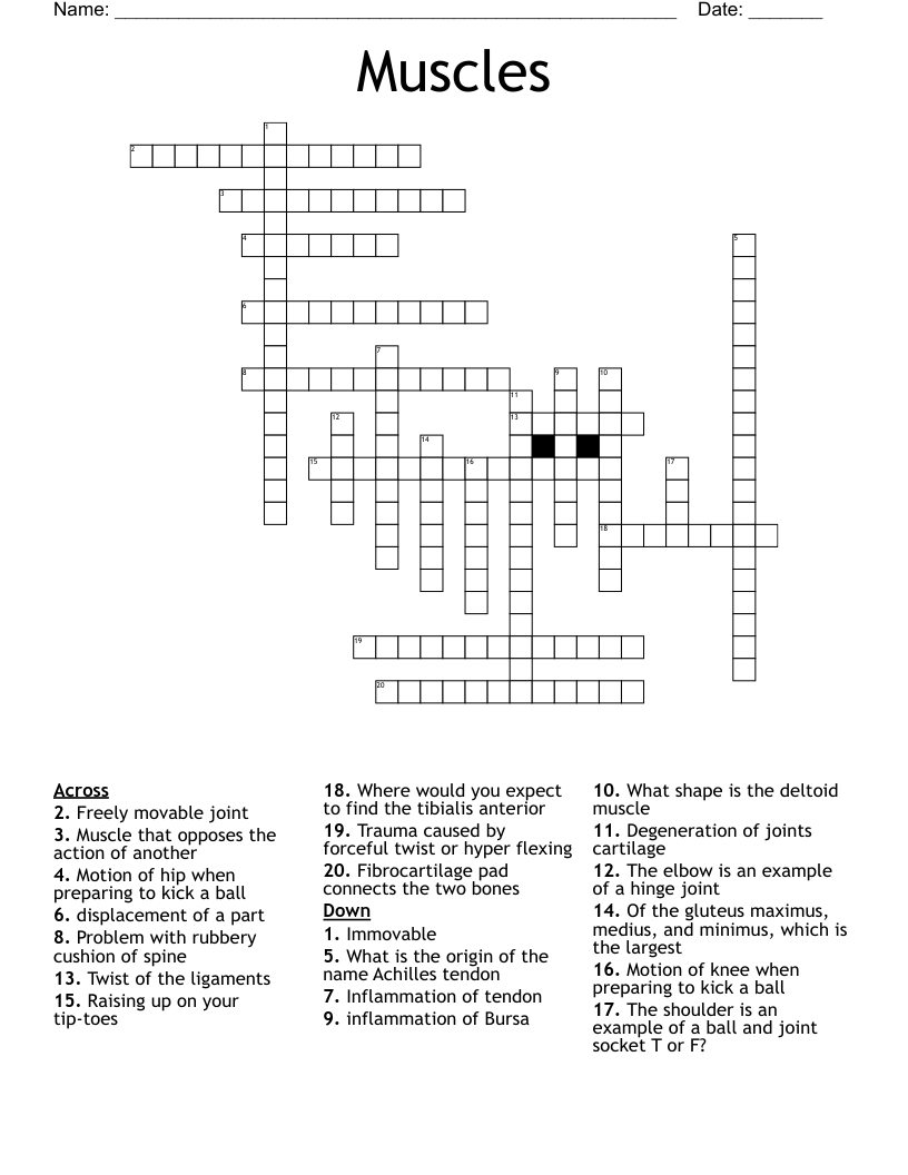 Muscles Crossword