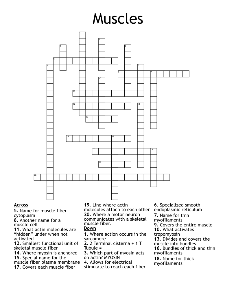 Muscles Crossword