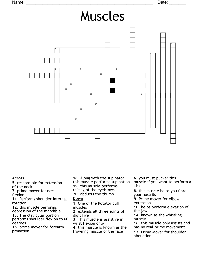 Muscles Crossword