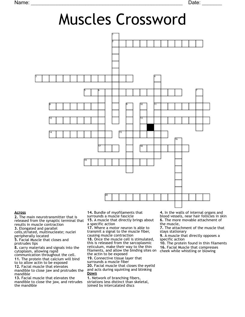 Muscles Crossword