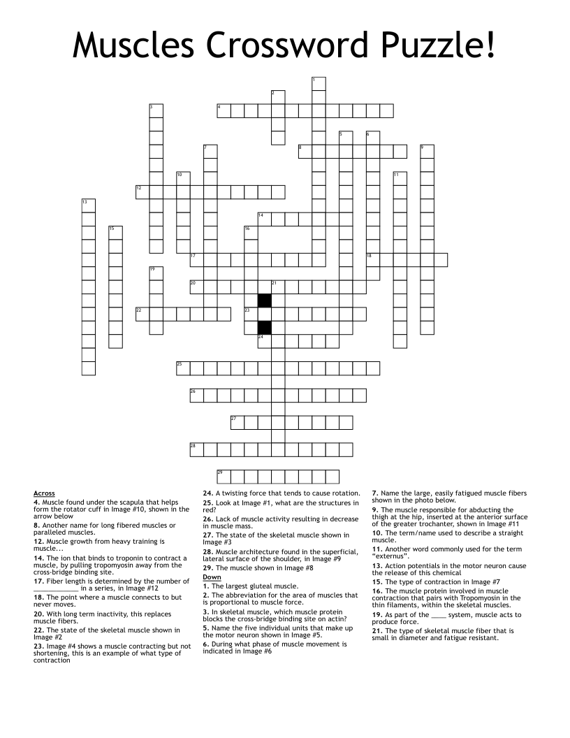 Muscles Crossword Puzzle!