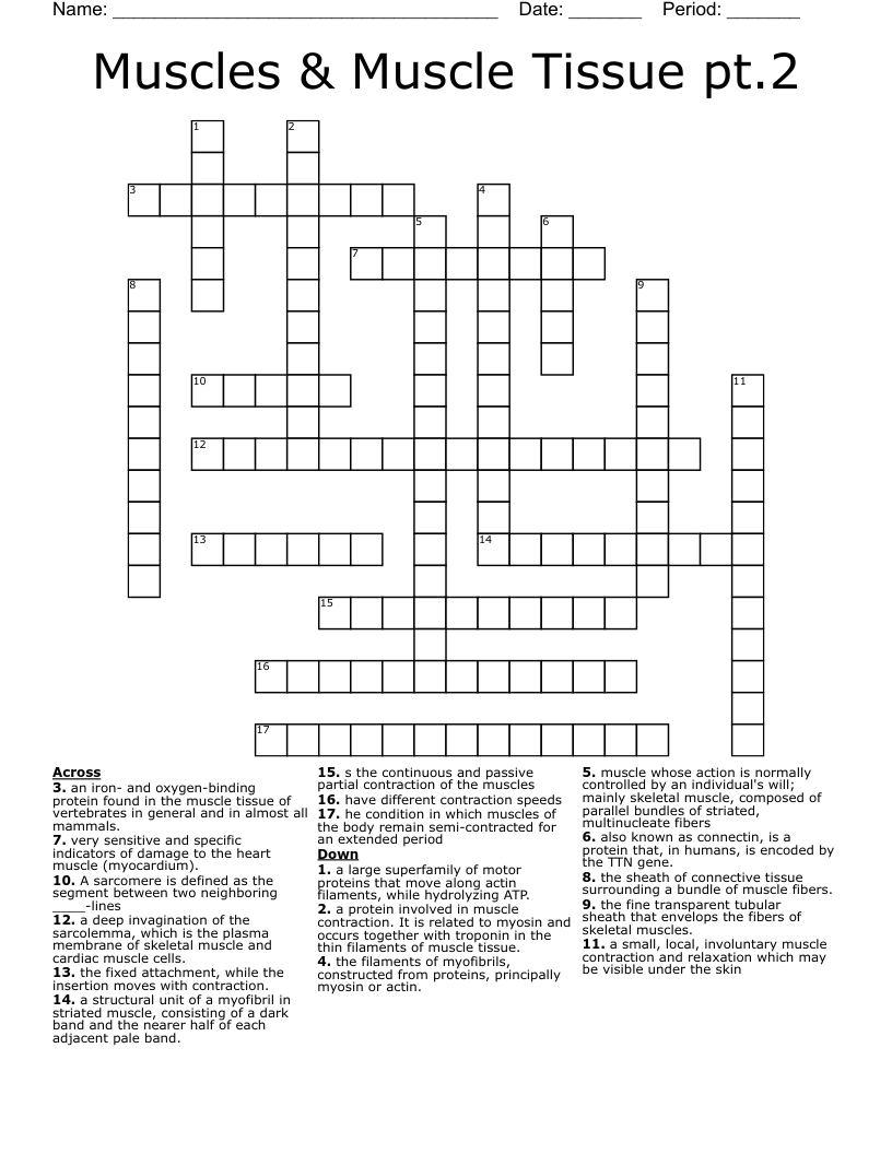Muscles & Muscle Tissue pt.2 Crossword